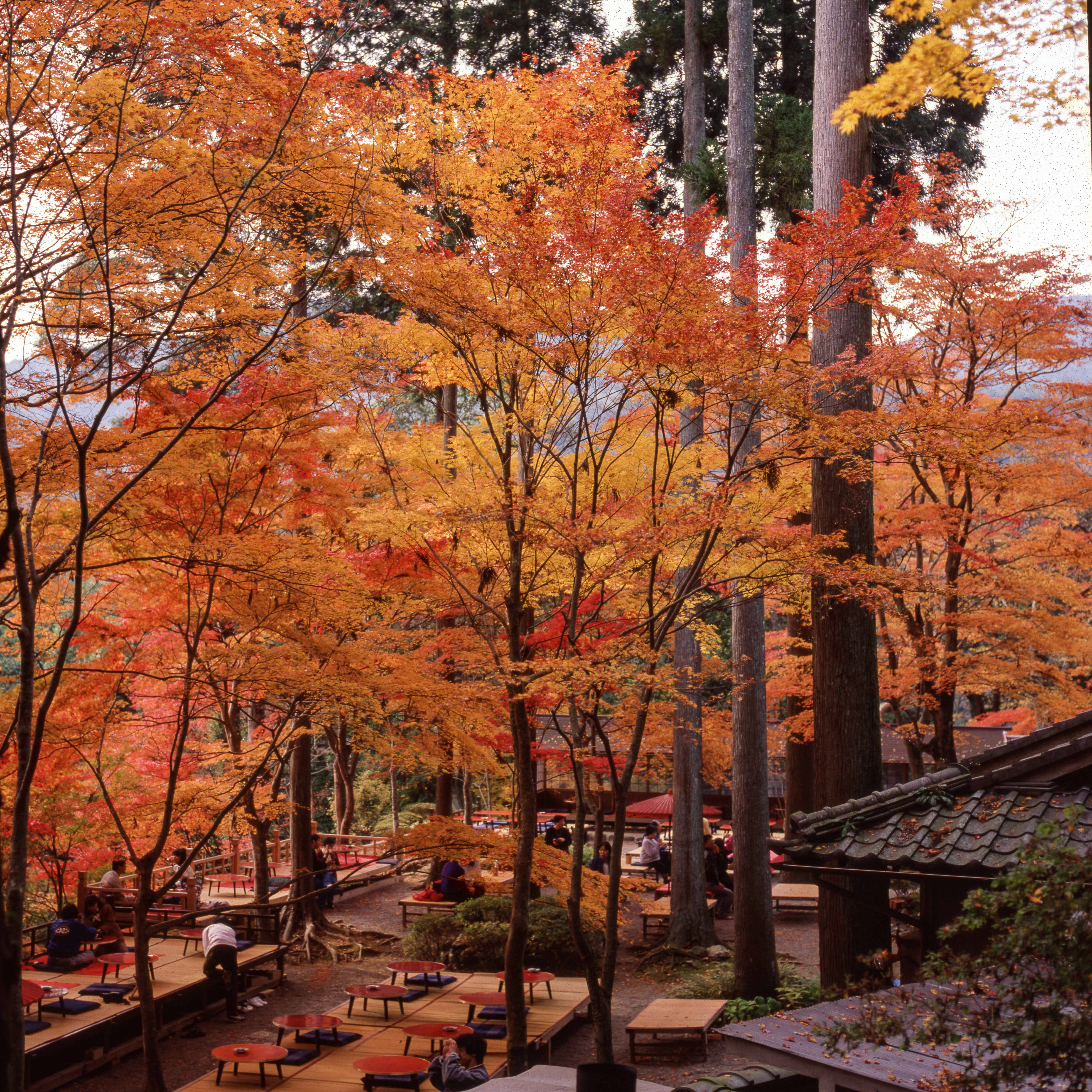 brown trees near brown wooden bench